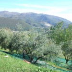 Olive harvest in Sabina